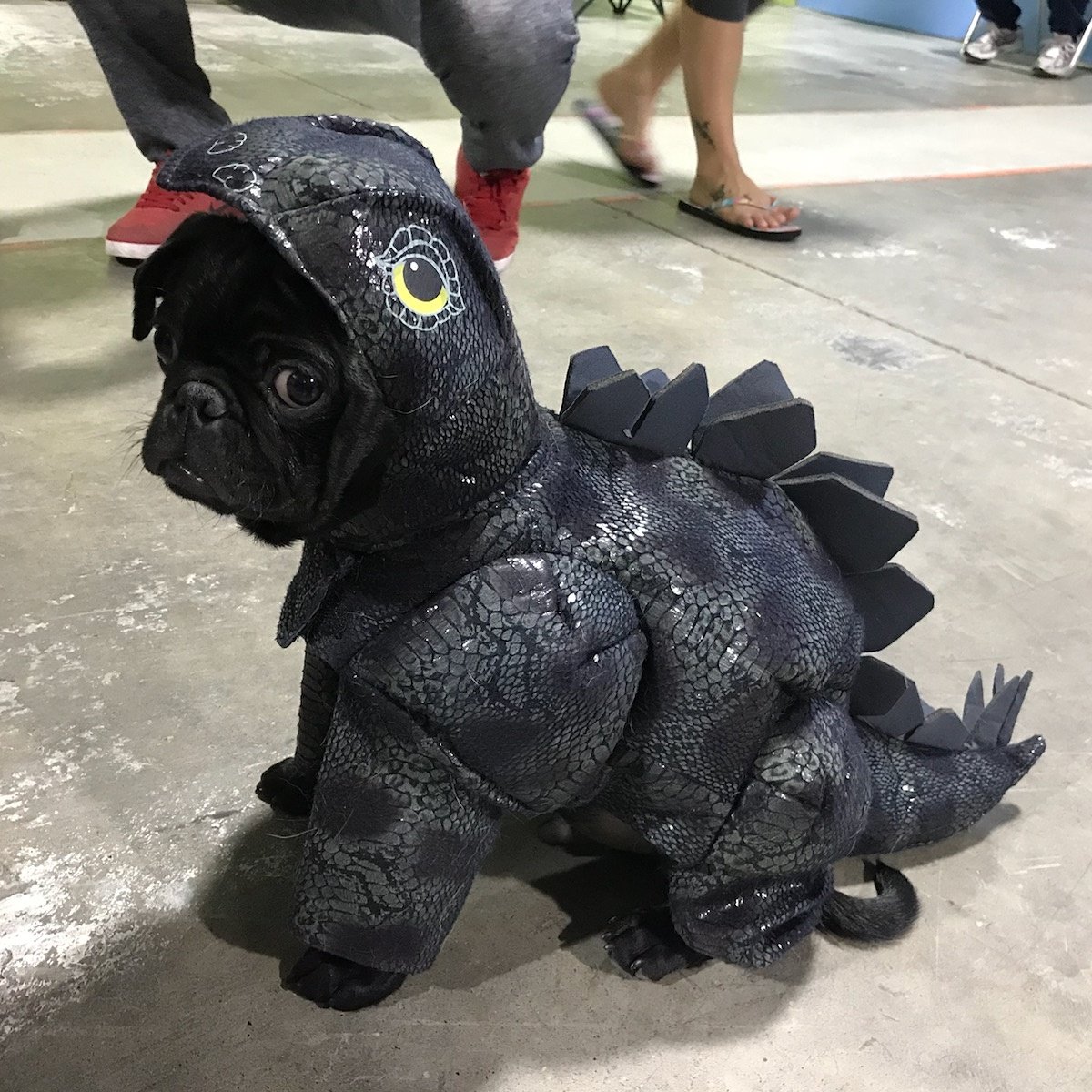 ChasinTailsDCC's tweet photo. We had so much fun having the Calgary Pugsters Halloween Party at Chasin' Tails on the weekend!! Loved every second 🐶 #calgarypugsters https://t.co/fE5hKm7Pqt