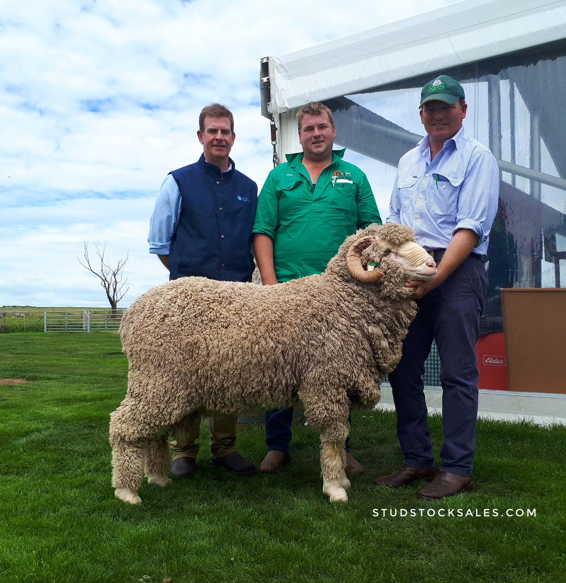 struanp's tweet photo. Stud Park South Merinos Ram Sale, Vic - 74/80 #Merino &amp; #PollMerino rams sold to $4750 &amp; av. $2591. https://t.co/W4ZECcnIFK