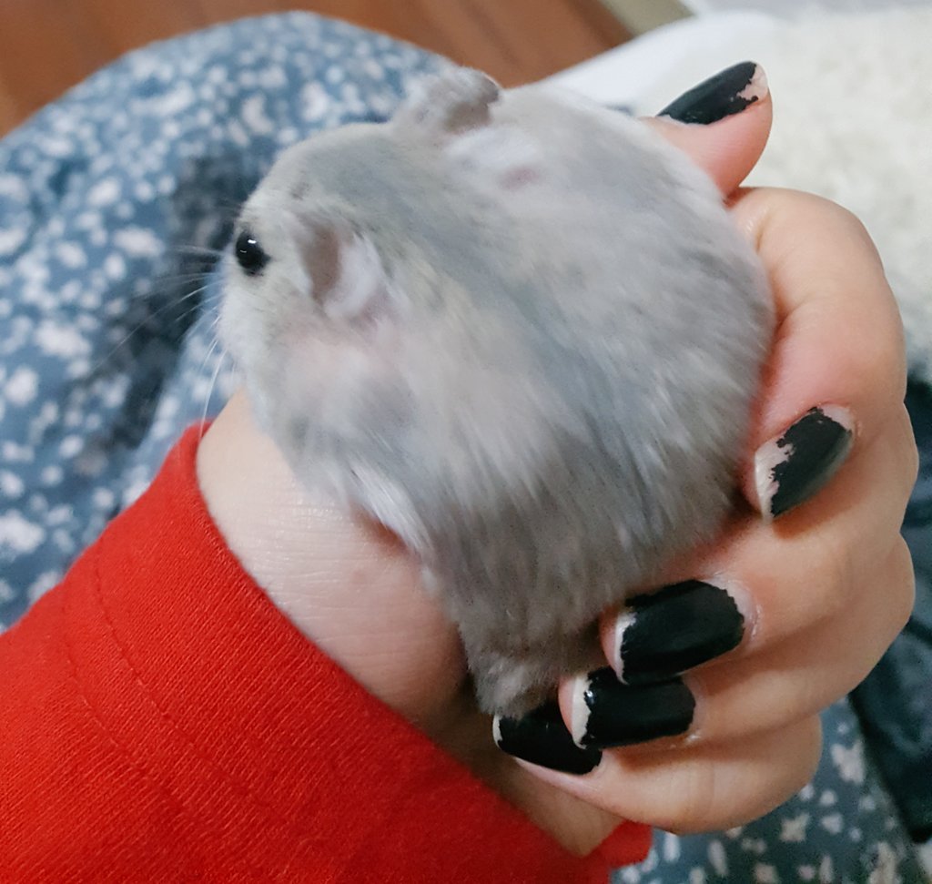 baby_hamster_'s tweet photo. 볼에 얼마나 집어넣은거얌 https://t.co/7G9Qh1qz6i