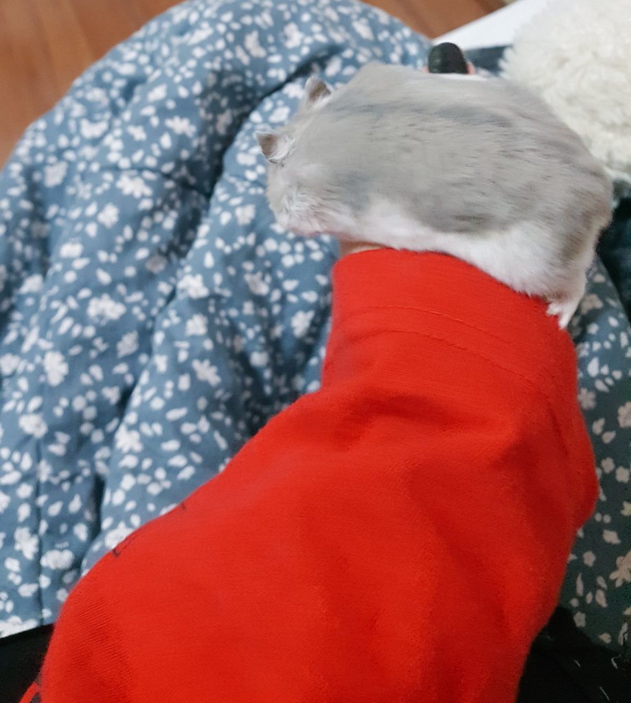 baby_hamster_'s tweet photo. 볼에 얼마나 집어넣은거얌 https://t.co/7G9Qh1qz6i