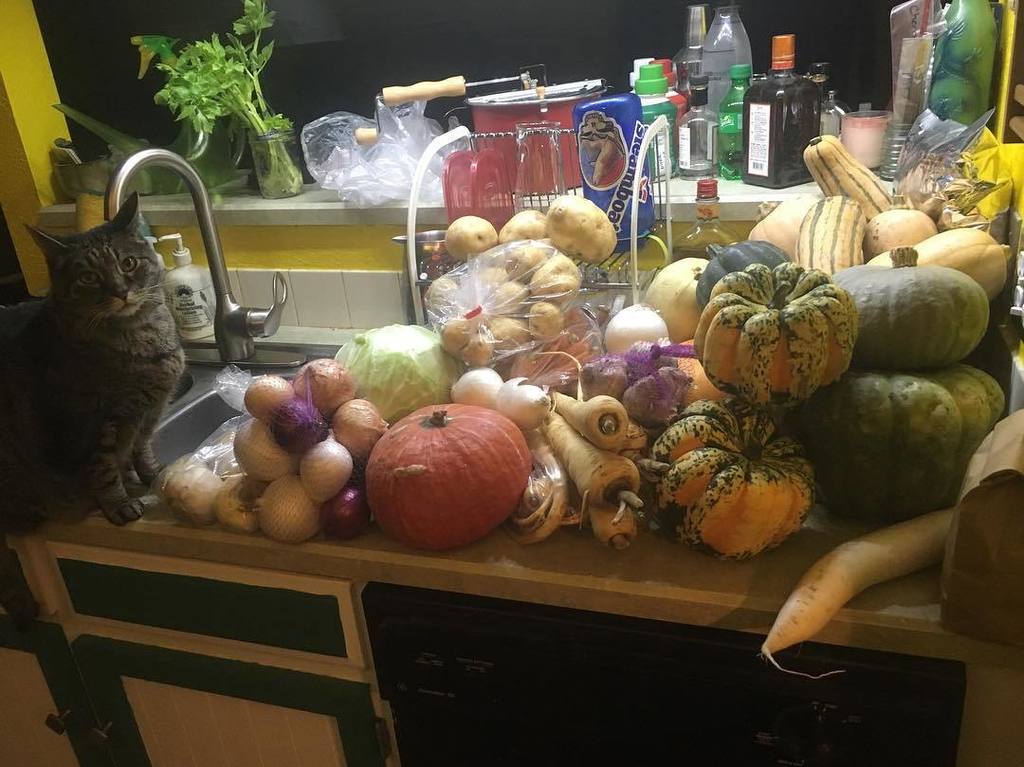 1daPC's tweet photo. All the produce plus cat #winterCSA #eatseasonal #vegan #sheeatsherveggies https://t.co/9Fag0iZYs9 https://t.co/1nmykEfpA4