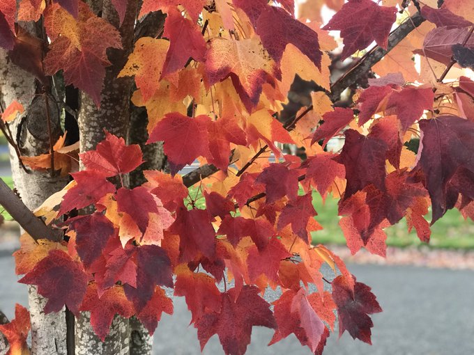 All of Portland looks like this and it&rsquo;s making me feel so whole. https://t.co/GbyLL7Cq6W