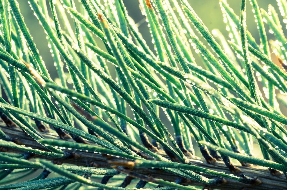 HLC_Skagit's tweet photo. Check out our latest blog post: Terpene Tutorial: Intro to Pinene https://t.co/3jSzXJDjOn #terpenes #pinene #cannabis #medicalmarijuana #mmj https://t.co/SzosyvQBDf