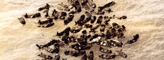 พายุเช้าวังนี้มังแรงละเกิง