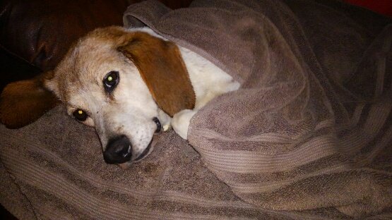 caninemoon's tweet photo. RIP sweet old man
#shelterdogsrock
#adoptdontshop https://t.co/GmEBmCBaak