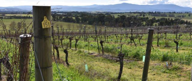 FineWineMerch's tweet photo. 2015 MOUNT MARY Offer.  Exceptional vintage from one of Australia's greatest producers. https://t.co/h2bwq75JUq https://t.co/KKqbRKUIj2