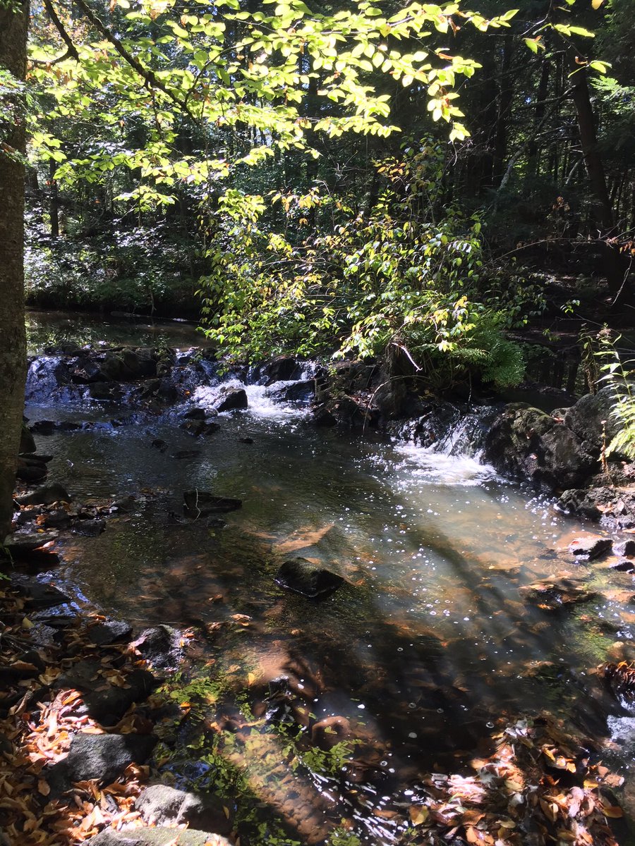 aquaMaggieP's tweet photo. The light reaching the stream bed varies with water depth and canopy cover. As Winter approaches, sunlight will be more direct #Aquaeco2017 https://t.co/1iLZqQzEol