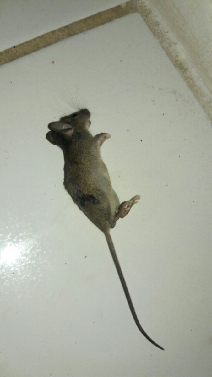 augusra24's tweet photo. #prayforpet https://t.co/9MDicPwvmw