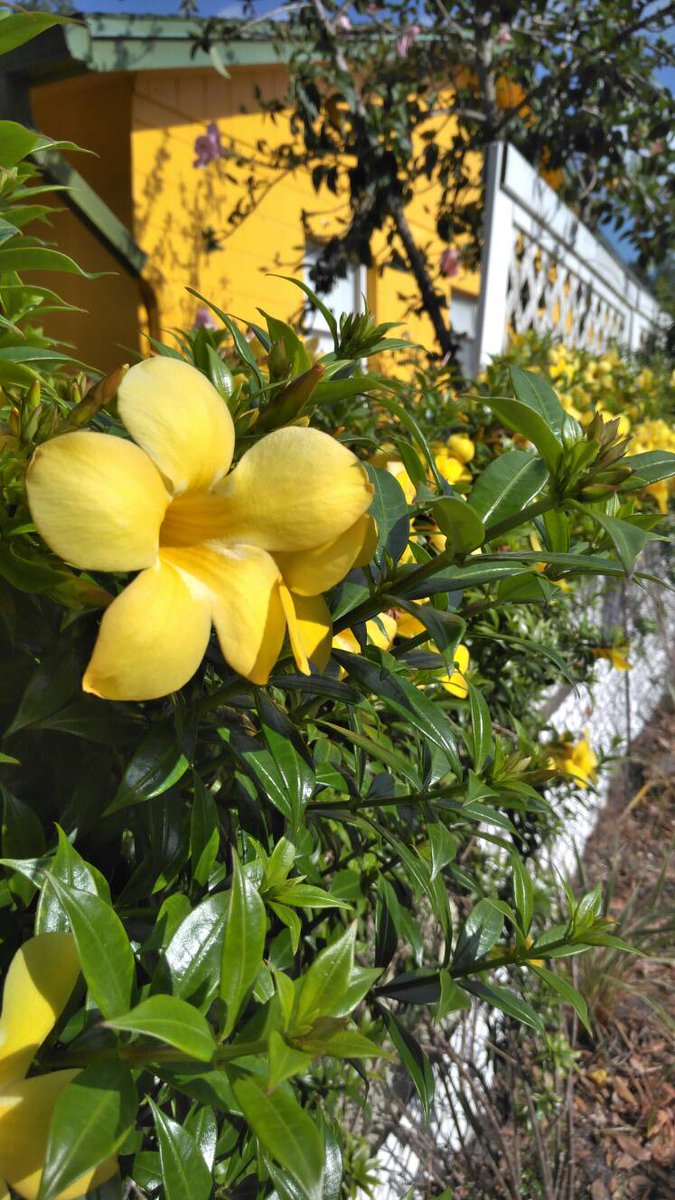 Drewhasagarden's tweet photo. #drewhasagarden #flowers #igrewthem #mybackyard #orlando # https://t.co/VWrVQyRkCT