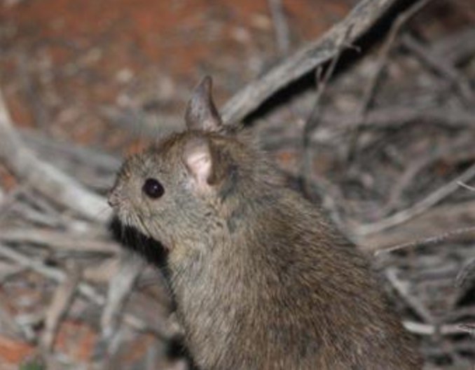 RTW_Aus's tweet photo. Is this #wildoz's cutest rat? Adopt a "Stickie" today &amp; help @AridRecovery monitoring &amp; research them! https://t.co/3NbcaAD679 #outback https://t.co/pwXOJrUBFn