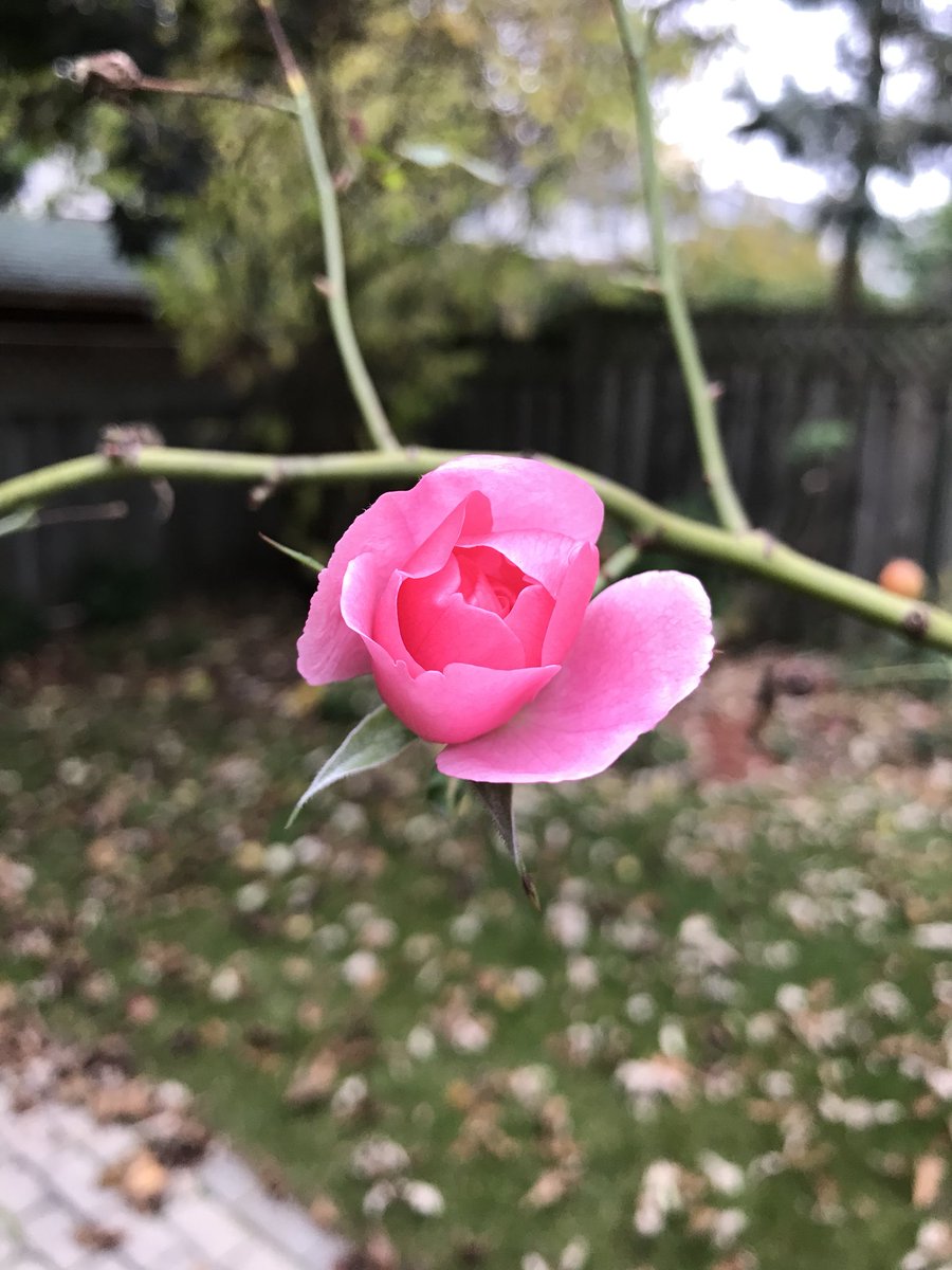 lhpoon's tweet photo. 🍂☀️ Wettest summer recorded in #Ottawa #Canada + a late warm fall = this little surprise.... https://t.co/Cu9FKwErmG