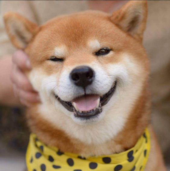 Ikeda Spa A Twitter Ryujii The Handsome Shiba Inu Dog