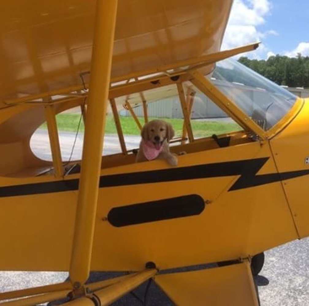 DesignatedDog's tweet photo. Puppy Pilot! #designateddog #goldenpuppy #puppies https://t.co/wciB8Ld28P