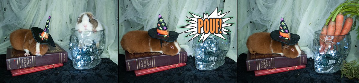 EclipseCritters's tweet photo. Ginsburg! Don't you even think about . . . oh. Oh man. Don't even THINK about eating those! #guineapig #hallowen https://t.co/94XpiP8JCx