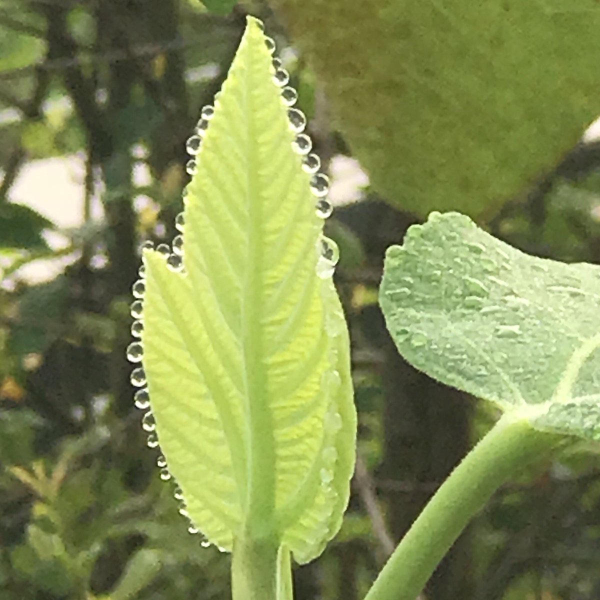 Am sure, you all are familiar with Pearl Millet  But, Pearl Leaf  #HomeGarden