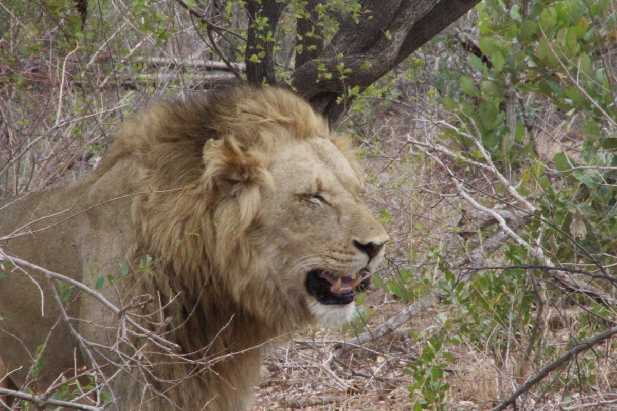 Kruger2KrugerSA's tweet photo. Falling asleep while standing! #lionproblems @SANParksKNP @LatestKruger https://t.co/y2UDbOOSY2