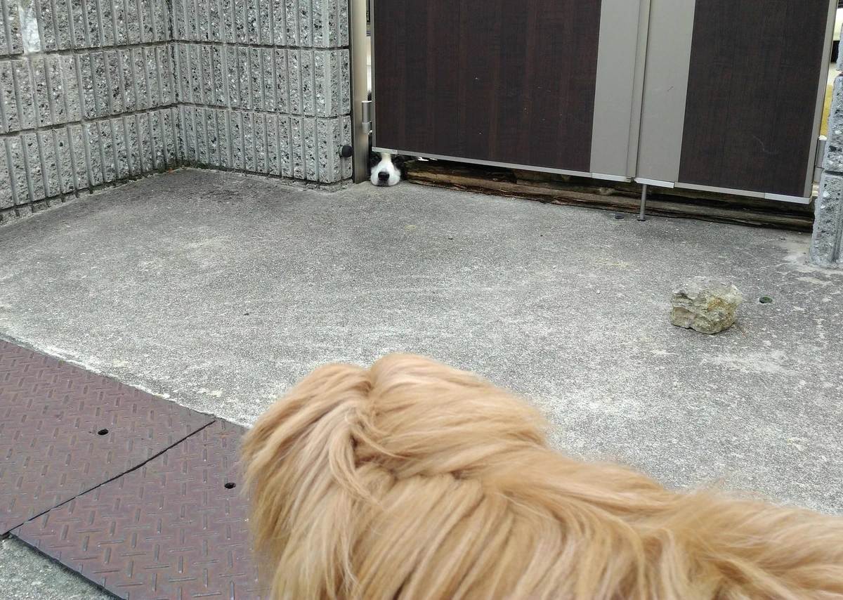 これは可愛いおむすびｗ鼻先がおむすびにしか見えないワンコが可愛すぎるｗｗｗ