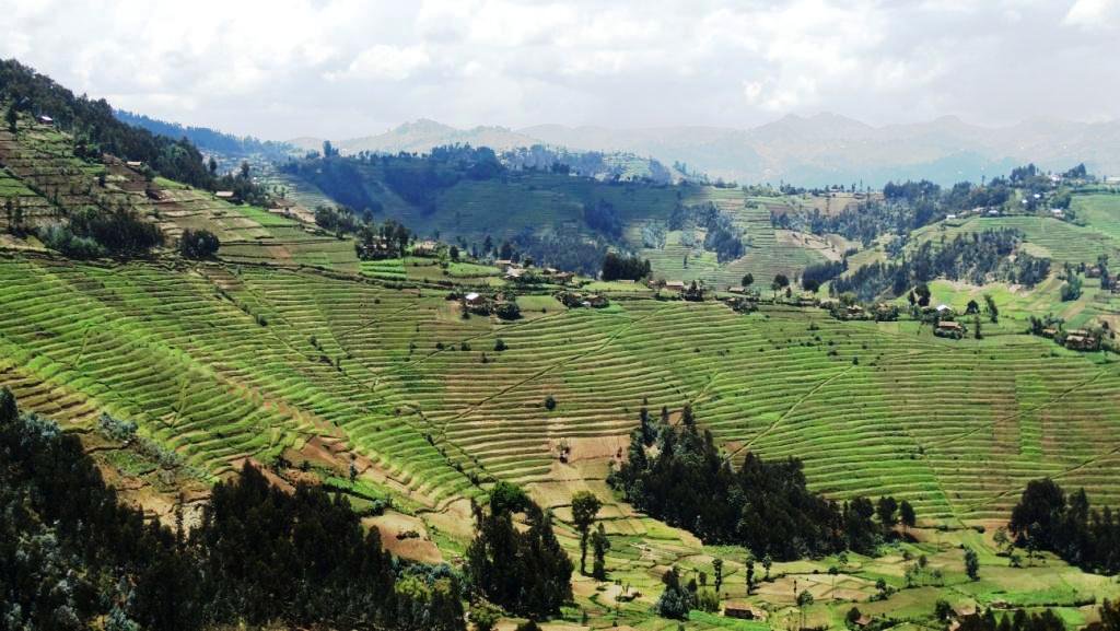 CCAdaptationRw's tweet photo. Bench terraces, Phase II by #RV3CBA at Kintobo Sector @NyabihuDistrict @Ngaprime @Info_rwfa @EnvironmentRw @RwandaAgri @adaptationfund https://t.co/YT2cwKDGgp