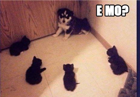 adminchiam's tweet image. E mo cheffai? #canivsgatti #caniniegattini