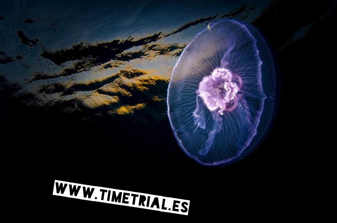 Equipate y protege tu cuerpo contra la picada de las medusas..