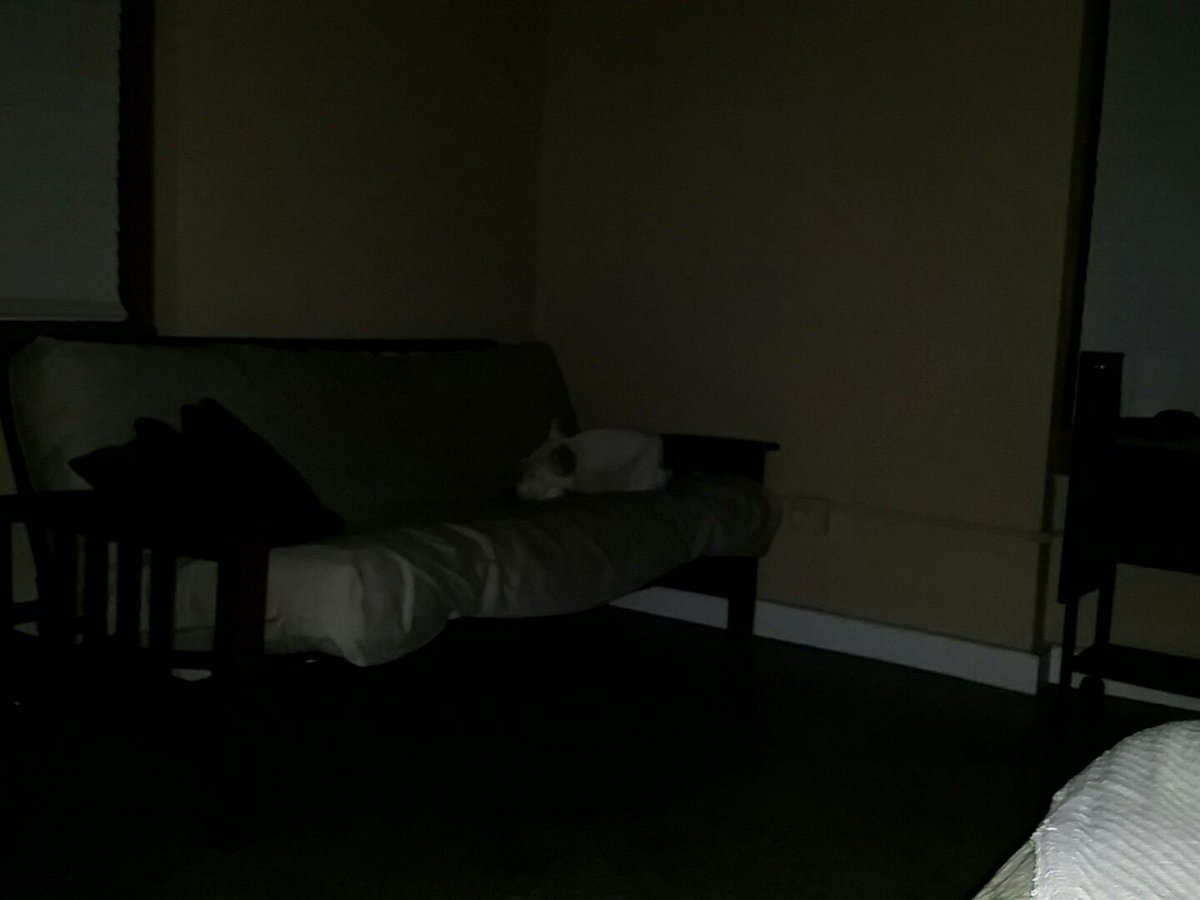 breadglassgold's tweet photo. A moment when I can't stand being so alone. Desperate for affection, the warmth of embrace. And the fucking dog is too lazy to come over. https://t.co/kzaYz5vtdg