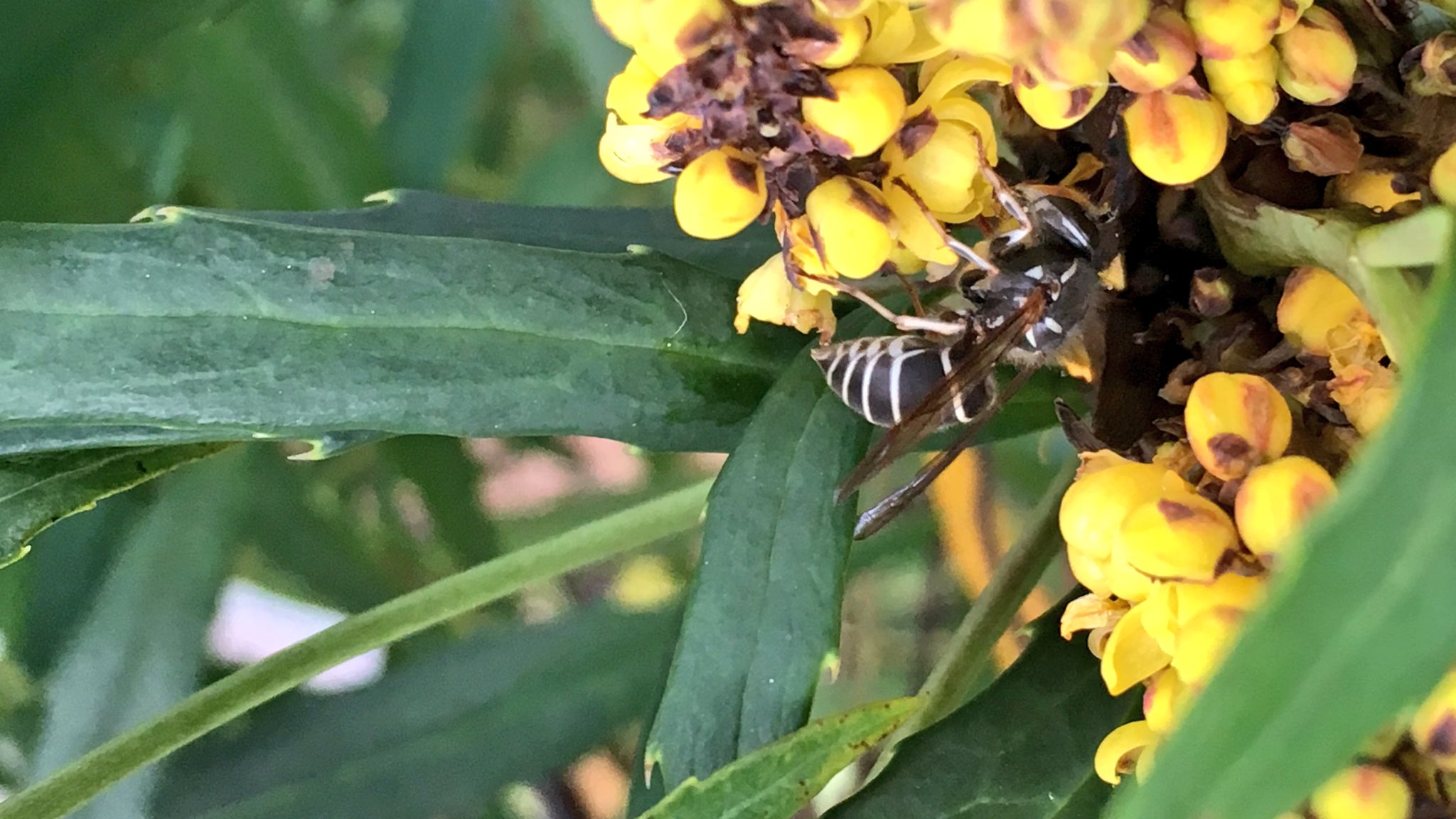 むぎ ホソバヒイラギナンテンの花は今が見頃なのですが どうもミツバチからスズメバチまで ハチが集まりやすい様なのです 店舗前で出入りも多いので と要望があり 花芽を剪定 確かにハチ好みな味なのか 今日はミツバチより一回り大きいクロスズメバチ