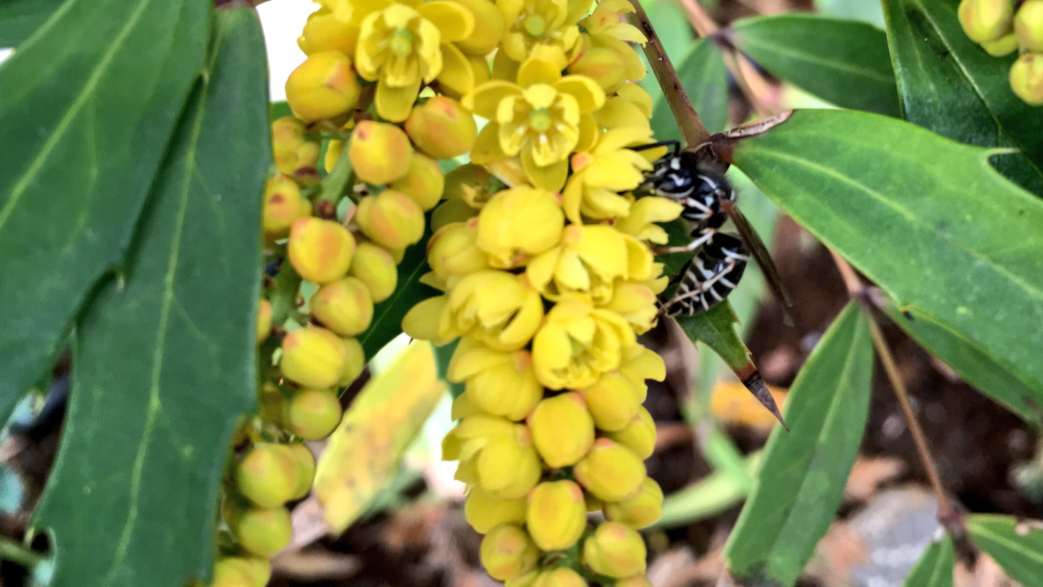 むぎ ホソバヒイラギナンテンの花は今が見頃なのですが どうもミツバチからスズメバチまで ハチが集まりやすい様なのです 店舗前で出入りも多いので と要望があり 花芽を剪定 確かにハチ好みな味なのか 今日はミツバチより一回り大きいクロスズメバチ