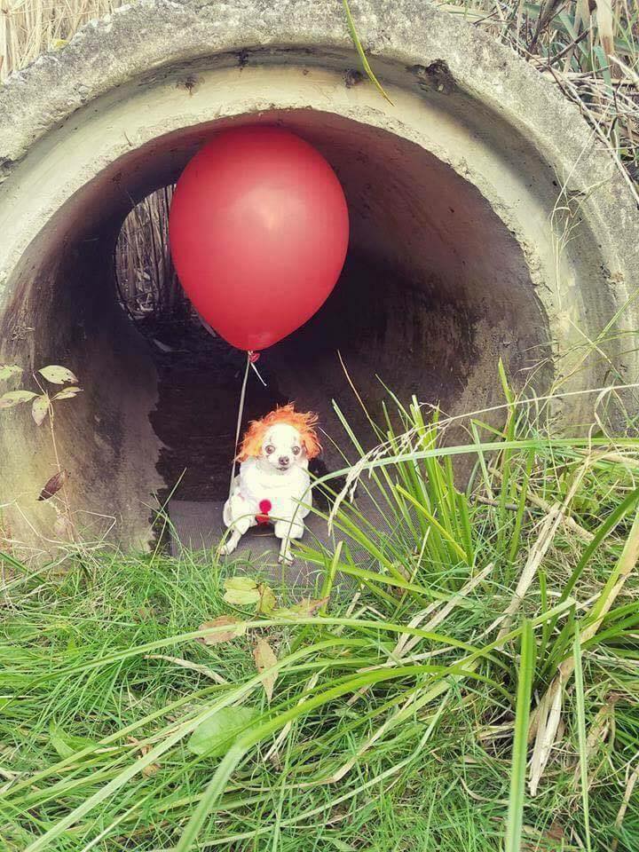 pecado Informar Maldito تويتر \ Moveeks على تويتر: "Cuando quieres que tu perro tenga el disfraz mas cool del #Halloween #IT #Pennywise https://t.co/XTZWHnzwkt" pecado Informar Maldito تويتر \ Moveeks على تويتر: "Cuando quieres que tu perro tenga el disfraz mas cool del #Halloween #IT #Pennywise https://t.co/XTZWHnzwkt"