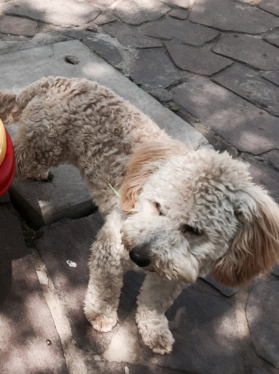 <a href="/callejeritosDLV/">CallejeritosDeLaVega</a> <a href="/Muni_provi/">Muniprovi</a> <a href="/ExtraviadoChile/">Extraviado</a> <a href="/guaufymiau/">Mascotas Perdidas</a> <a href="/PerdiMiMascota/">PerdiMiMascota</a> <a href="/PerrosPerdidosA/">Mascotas perdidas</a> Esta perrita-o Cleme lo buscaban SOSMascotasCl.