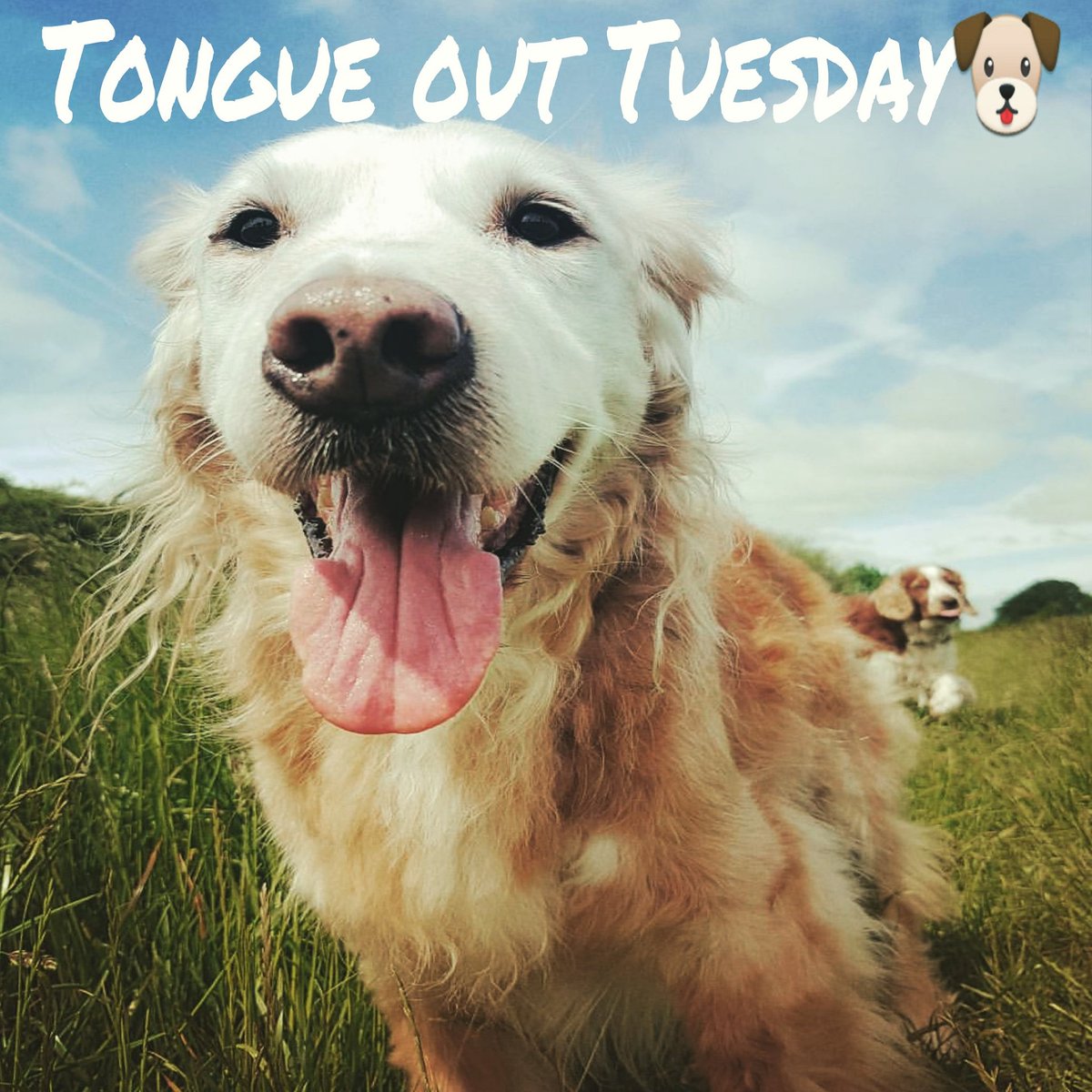 We love a bit of #TongueOutTuesday #tot #dogsoftwitter #TuesdayThoughts #tuesday