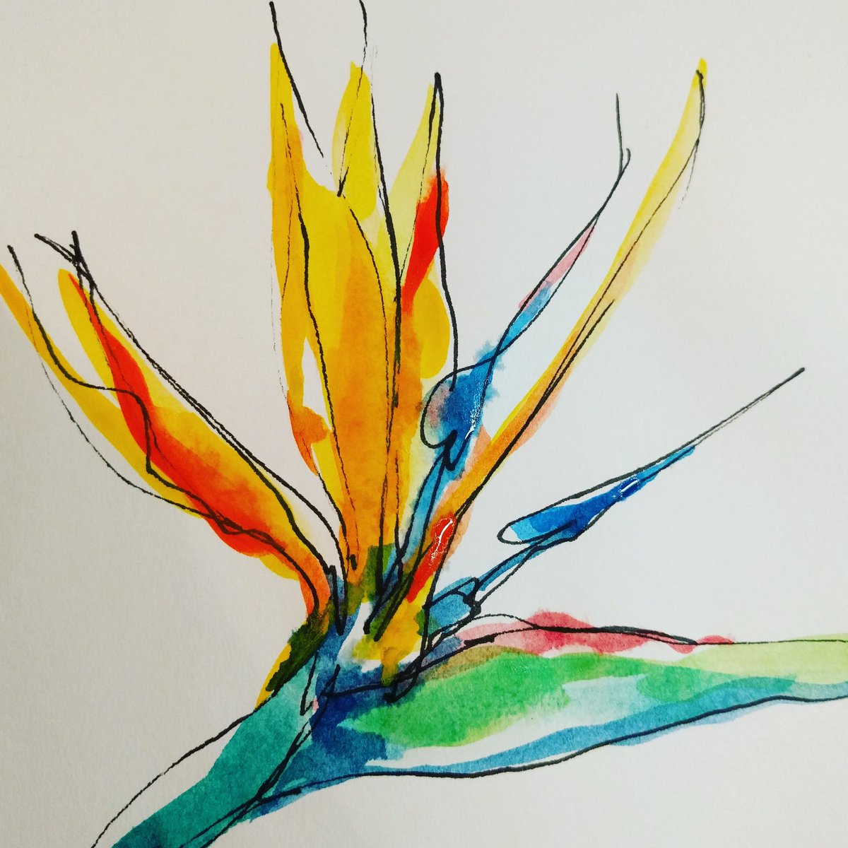 mengshyan's tweet photo. Bird of paradise or strelitzia #inktober2017 #inktober https://t.co/a0b13gkTmd