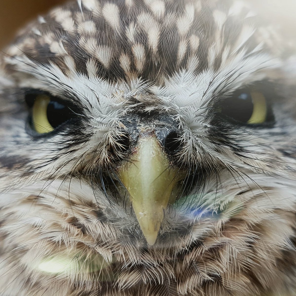 Rommie 
#falknerei #cute #steinkauz #Owl