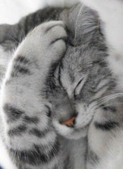 celine_picot's tweet photo. Quand tu as ton mémoire à rédiger mais que tu préfères ta couette 😆 #DigitalMarketing #visiplus #bonnejournee https://t.co/RbmUHWgy2Y