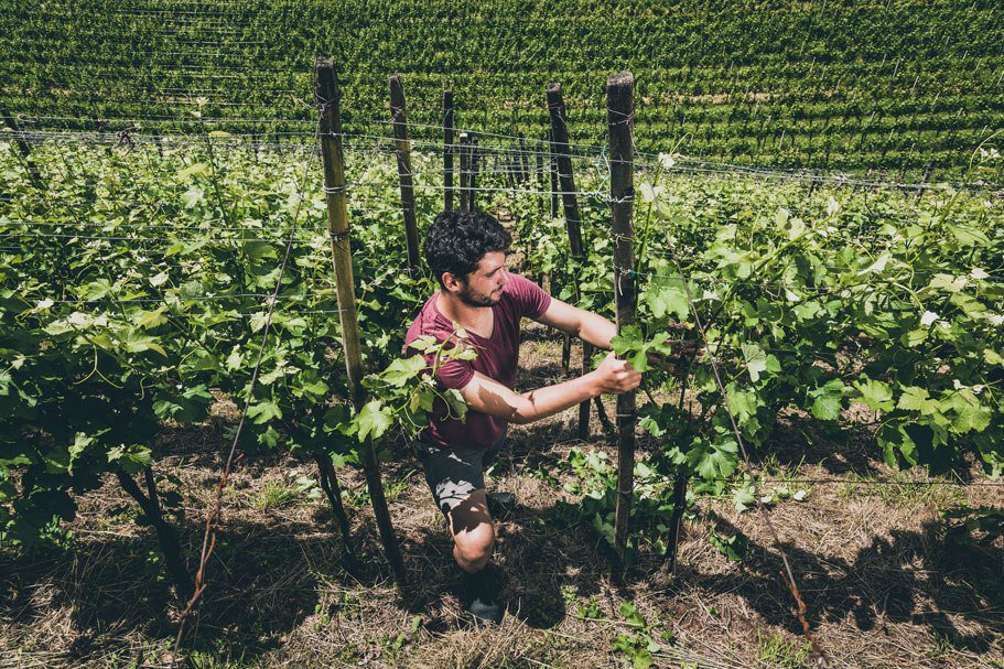vinocondiviso's tweet photo. #Verticale del #PinotNero "Matan" di #Pfitscher @burde @aismilano @DoctorWine1… https://t.co/SUjcTtK7BT https://t.co/k9xrkeGknP