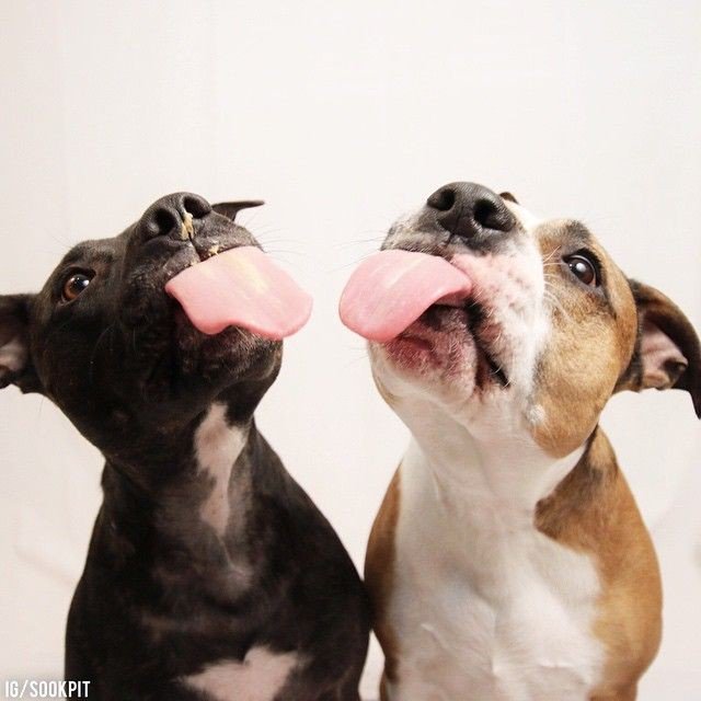 AdamAnEveTheDog's tweet photo. If Tongues will to be wagging,Be the reason they wag with positivity that will bring change.
#AllDogsAreIndividuals
#TongueOutTuesday #Itsbullawareness #BooToBsl https://t.co/SYBwHY2Vtr