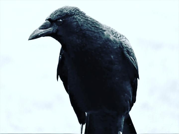 Totnesbabe's tweet photo. #itsacrowthing #torquaycrows https://t.co/c5WOYkC4Ov