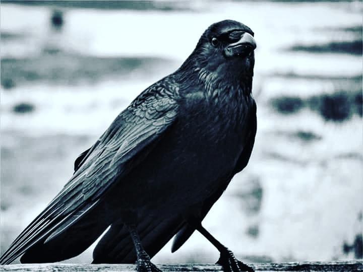 Totnesbabe's tweet photo. #itsacrowthing #torquaycrows https://t.co/c5WOYkC4Ov