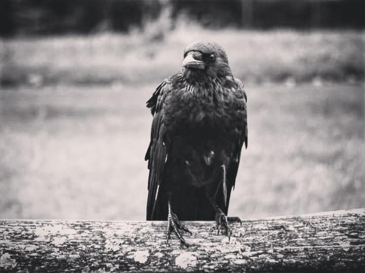 Totnesbabe's tweet photo. #itsacrowthing #torquaycrows https://t.co/c5WOYkC4Ov