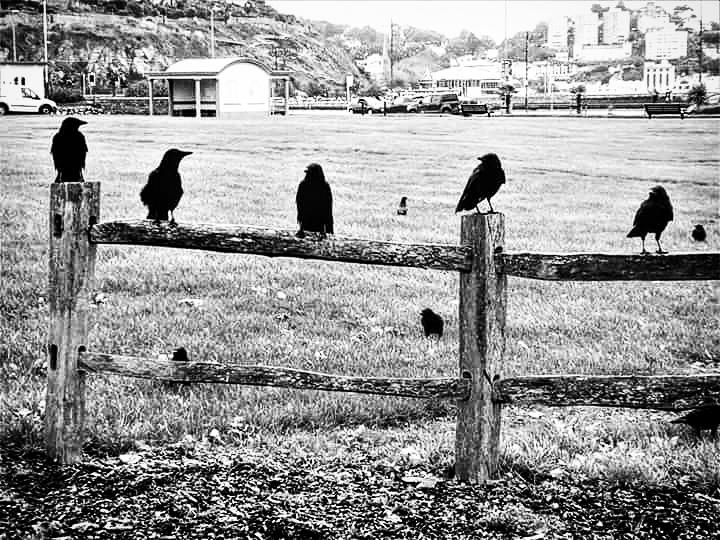 Totnesbabe's tweet photo. #itsacrowthing #torquaycrows https://t.co/c5WOYkC4Ov