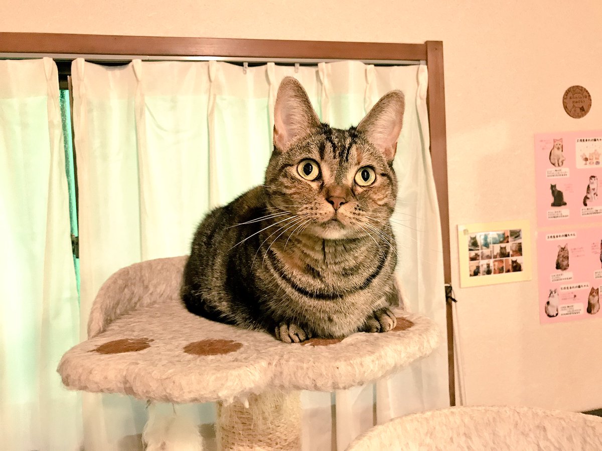 新小岩北口 猫カフェ にゃんこいわ على تويتر キャットタワーからキャットタワーに移動するひめちゃん これでは運動不足になっちゃう ご来店の際は運動不足解消のお手伝いお願いします 新小岩 にゃんこいわ 猫カフェ
