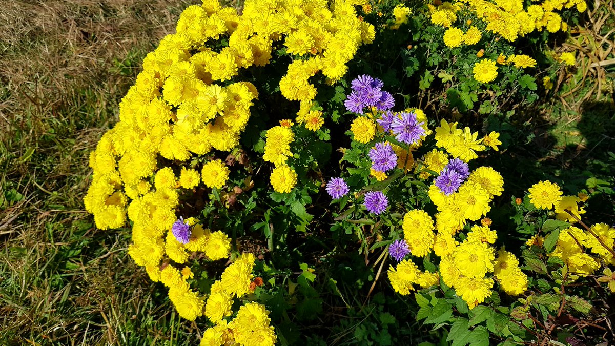 RecoverNature tweet picture