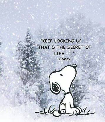 alexthesweetcat's tweet photo. Keep looking up

#snoopy #wisdom https://t.co/gXh5RqD9S3