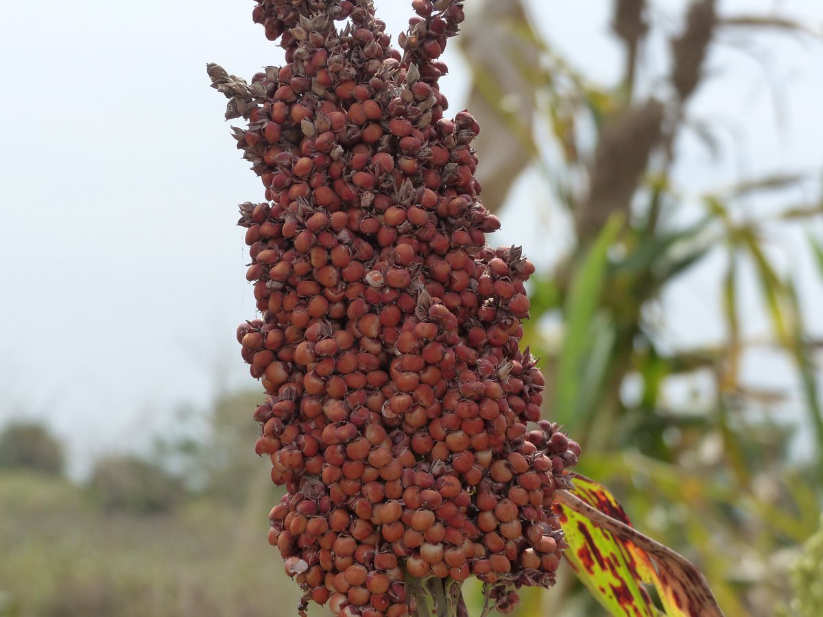ICRISAT_HOPE's tweet photo. Visit of on-station activities of ICRISAT #Nigeria sorghum breeding program activities led by Dr.Ijantiku Ignatius Angarawai. #HopeIIProject https://t.co/edJIl7zyvR