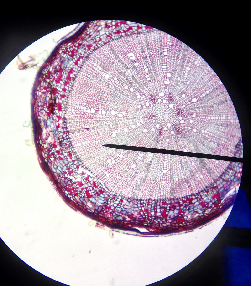 j11p43f's tweet photo. Beautiful stained-glass window effect of Tilia root transection. Also showing the first growth ring and the differences in cell arrangement.
#MicroscopeScience #PlantsAreCool #BiologyIsAwesome https://t.co/lz7UwmFoE2
