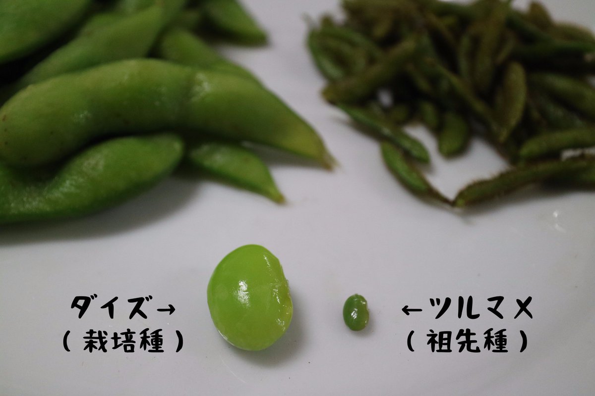 私たちが普段食べている枝豆ことダイズの祖先は、在来のツルマメです 