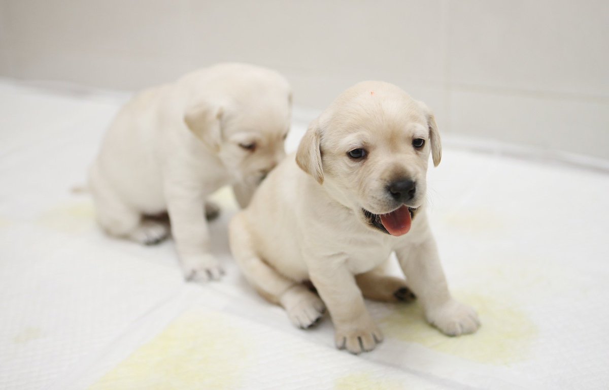 MydognSamsung's tweet photo. [안내견]ㅁ자 예비안내견들 퍼피워킹 준비중!! 지난달25일에 태어난 아가들 출격준비중. 누구맘을 흔들려고 이리귀여운지ㅜㅜ심쿵한 리자, 사진투척합니다 담달 애기들 만나는분들 부럽 ㅡㅜ#안내견#퍼피워킹 https://t.co/NKDnlBSlwk