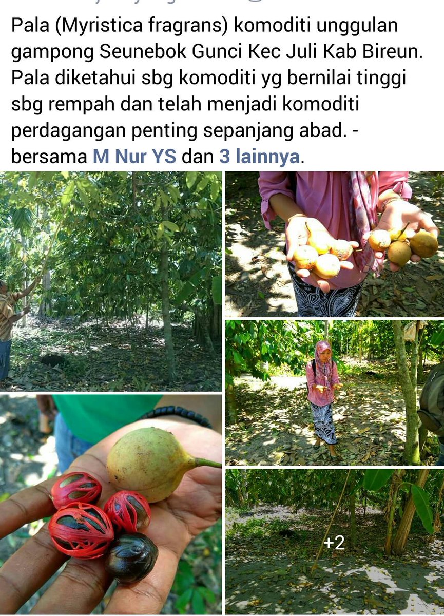 Masdianajangka's tweet photo. Potensi ekonomi lokal, Prudes Seunebok Gunci Juli #4ProgramPrioritasDesa
#ProvAceh
#KabBireuen
@EkoSandjojo
@taufikmadjid71
@AhmadErani https://t.co/Tk1GeR00iW