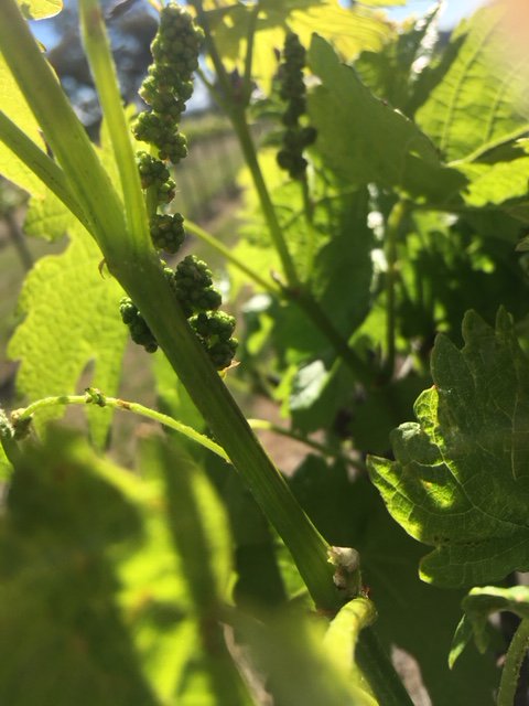 SHORT_SHEEP's tweet photo. The recent rain has turned #MudgeeRegion a beautiful shade of green!  Keep it up weather - our vines are loving it!  Grow you beauties!! https://t.co/D1T1XUpLHM