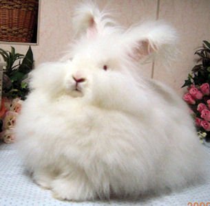 世界のウサギ図鑑 アンゴラうさぎ トルコ原産のウサギ もこもこな毛に覆われた姿が特徴的で毛の長さは10cm近くにもなるそうです 暑さに弱く温度調節が必要なデリケートなウサギでもあります T Co Xwmkz6we4a Twitter