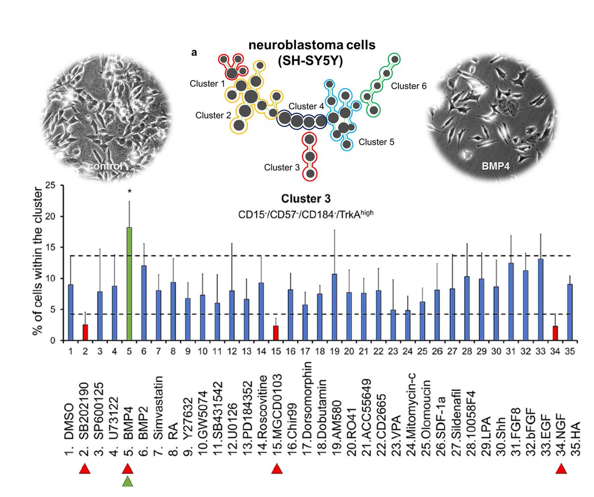 J. Pruszak (BIOSS): Resolving cellular heterogeneity of neuroblastoma &amp; identifying novel modulators 
#Neuroblastoma rdcu.be/wS6m